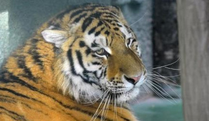 Zoo Olomouc získala tygra ussurijského a chce vytvořit chovný pár
