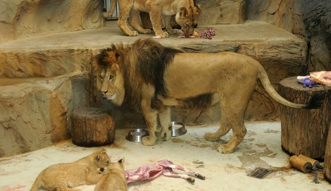 Olomoucká zoo se pyšní narozením mláďat lva berberského, dvě o něco starší samice putují na Slovensko