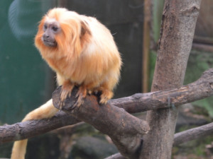 zoo2 – kopie