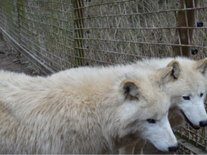 V olomoucké zoo je stále co vidět i v zimě