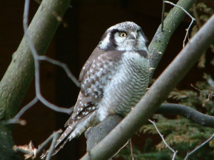 Ornitologové pátrají po vzácné sovici, zavítala do střední Evropy