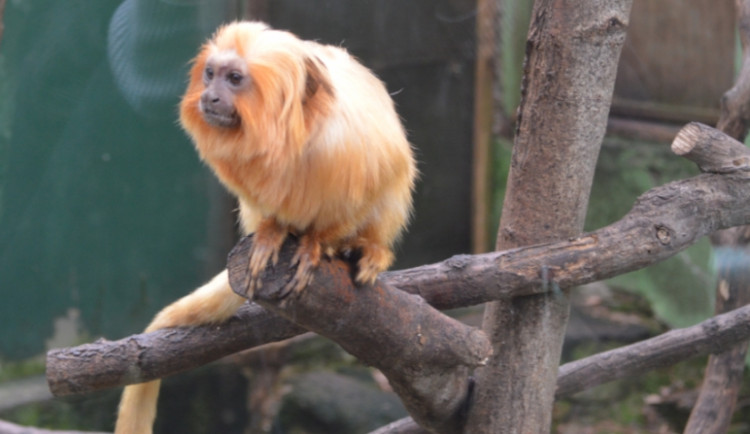 Olomoucká zoo plánuje stavbu vzdělávacího centra za 40 mil. Kč