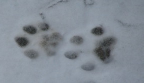 Rekordní počet hlídek vyrazil do Jeseníků mapovat stopy rysa