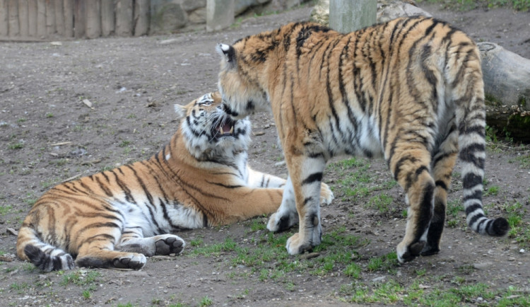Olomoučtí tygři se dočkali společných chvil