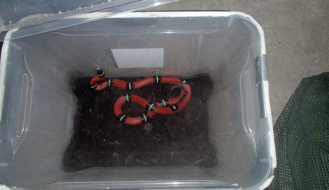 Had vyděsil lidi v koupelně, za komínem seděl mýval