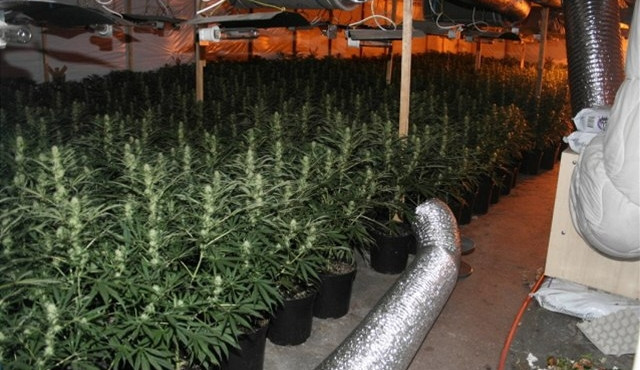 Olomoucký soud začal projednávat případ velkopěstírny marihuany