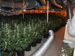 Olomoucký soud začal projednávat případ velkopěstírny marihuany