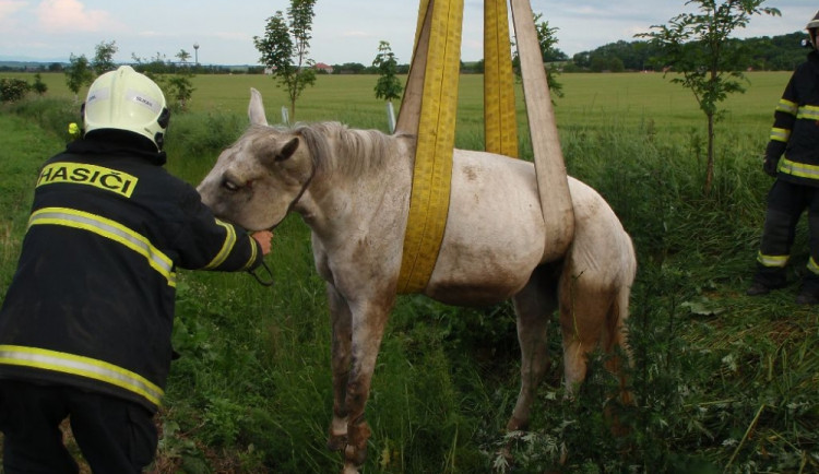 Kůň spadl do příkopu, hasičům se jej podařilo vytáhnout