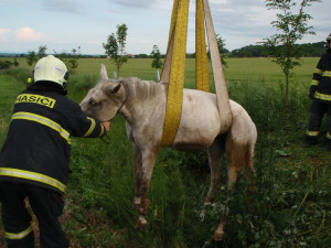 Kůň spadl do příkopu, hasičům se jej podařilo vytáhnout
