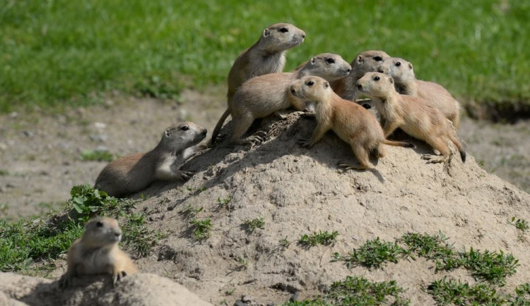 zoo-olomouc.cz