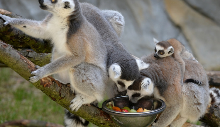 Olomoucká zoo se pyšní narozením malých lemurů a dikobrazů