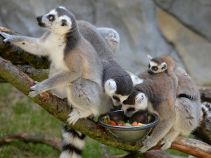 Olomoucká zoo se pyšní narozením malých lemurů a dikobrazů