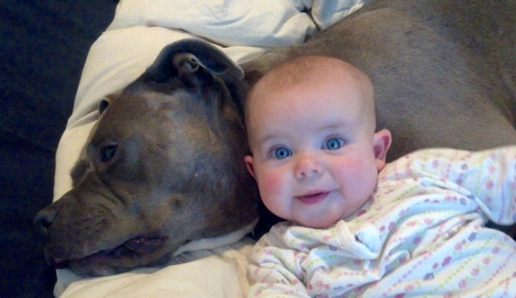 Bullíci jsou milující pejskové