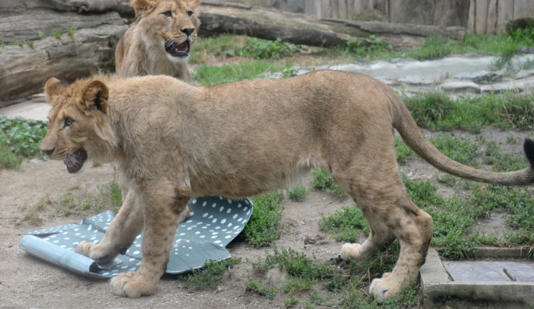 Mláďata vzácného lva berberského z olomoucké zoo slavila rok