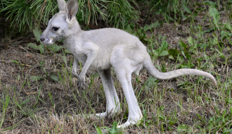 V Olomoucké zoo pečují o malého klokana, matka jej odvrhla