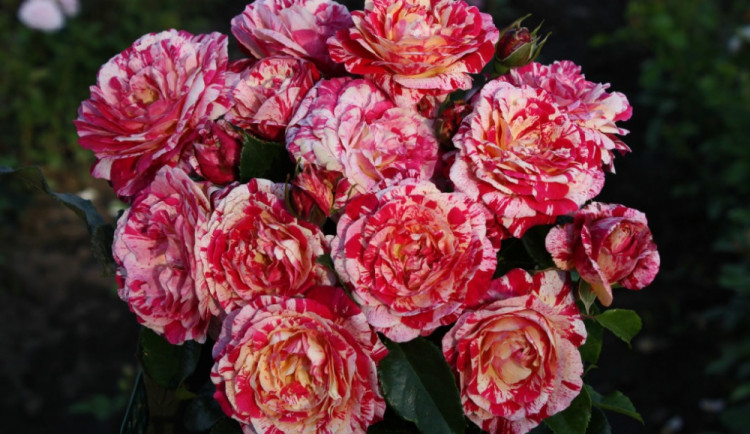 Olomouc patří milovníkům květin, začala letní výstava Flora