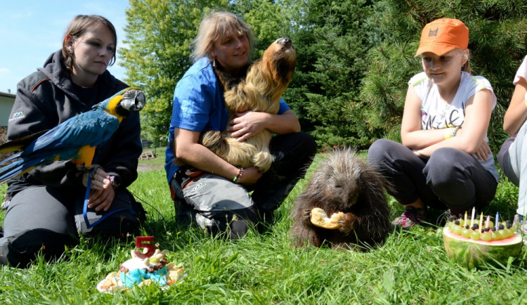 V olomoucké zoo se slavily páté narozeniny lenochoda Bohuše
