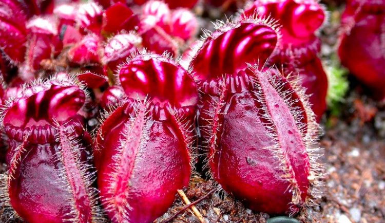 Olomoucké muzeum představuje masožravé rostliny z celého světa