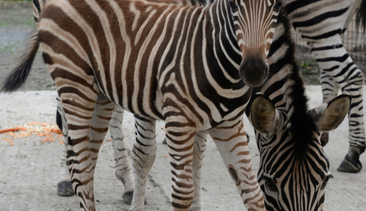 Olomoucká zoo se pyšní narozením mláděte zebry