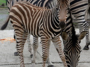 Olomoucká zoo se pyšní narozením mláděte zebry