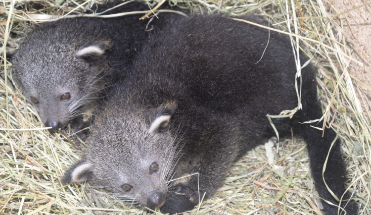 Olomoucká zoo se pyšní narozením dvojčat binturongů