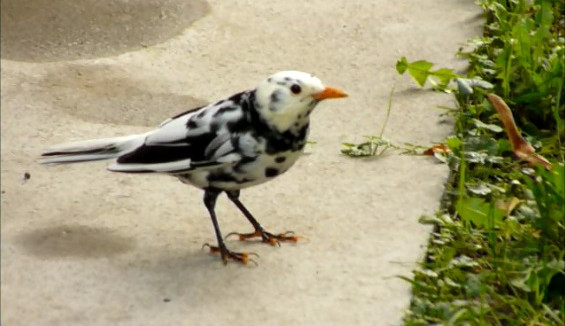 Ornitologové objevili v Přerově černobílého kosa, jde o raritu