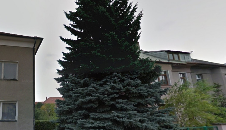 Horní náměstí letos ozdobí stříbrný smrk