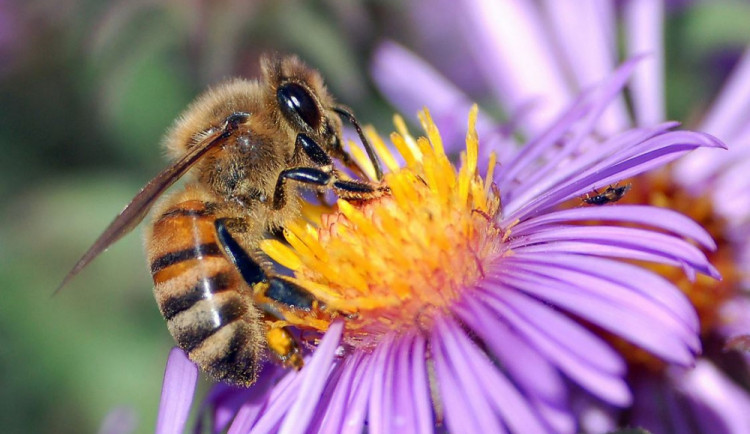 Netradiční hotel nabídne v Olomouci pohled do života hmyzu