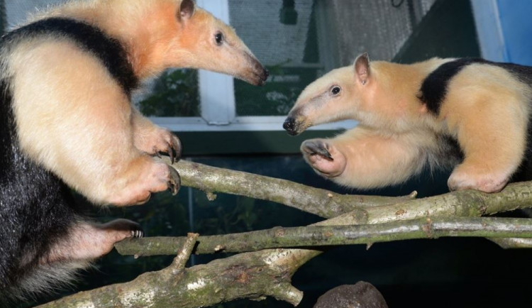 Do olomoucké zoo přijel na půl roku mravenečník z Opole.