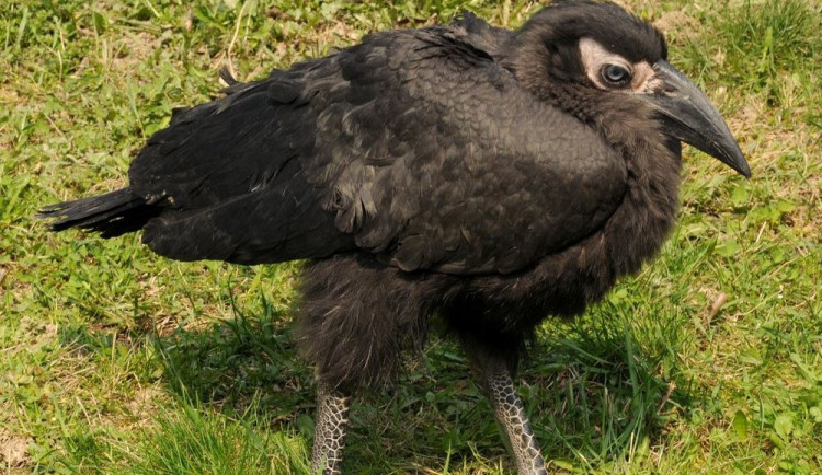 Mláďata zoborožce kaferského zrovna opouštěla zoo, když chovatelé našli nové vejce.