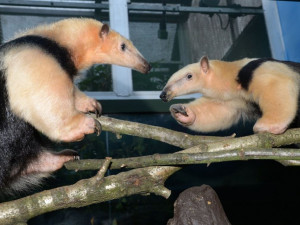 Do olomoucké zoo přijel na půl roku mravenečník z Opole.