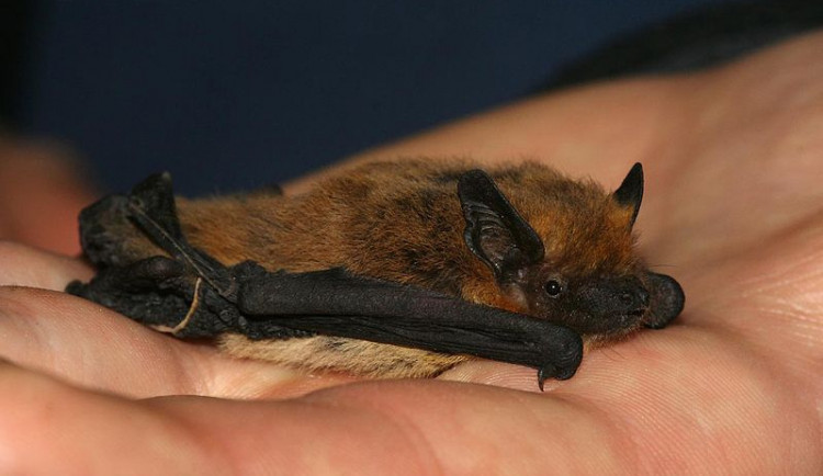 V Olomouci se objevil netopýr jižní, jde teprve o třetí místo v ČR