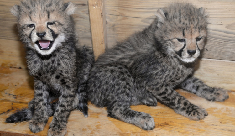 V olomoucké zoo se narodili gepardi