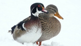 Kachnička karolínská je ozdobou zimoviště vodních ptáků