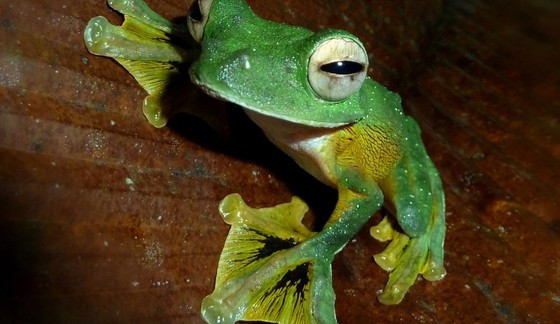 Češi objevili na Borneu dosud neznámé živočichy a rostliny