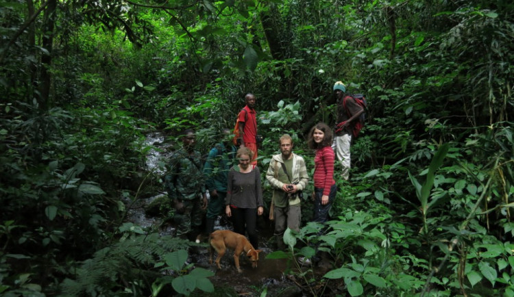 Češi v Kamerunu po čtrnácti letech objevili vzácného šimpanze