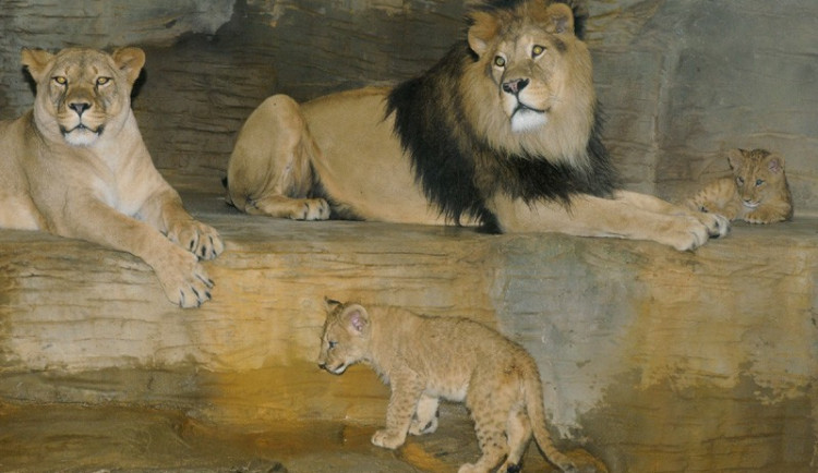 Zažijte v létě Afriku na vlastní kůži v olomoucké ZOO