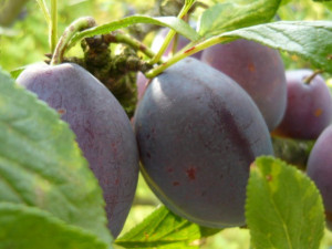 Ovocné stromky jsou v kurzu, v Neředíně jich majiteli zmizely desítky