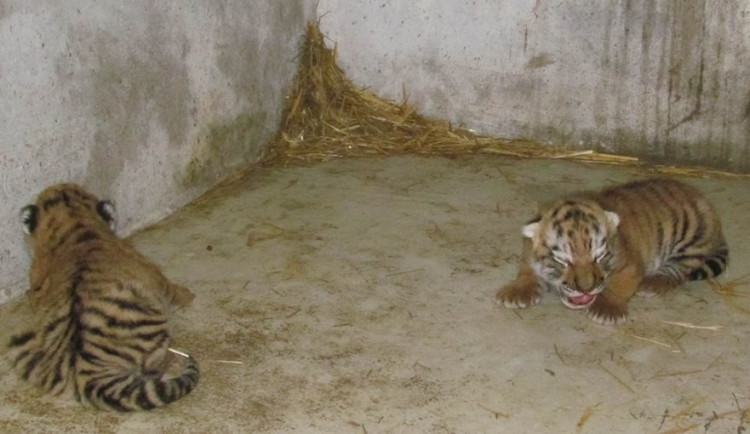 Velká sláva! V olomoucké Zoo se narodila po 32 letech tygří mláďata
