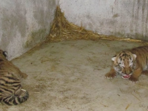 Velká sláva! V olomoucké Zoo se narodila po 32 letech tygří mláďata