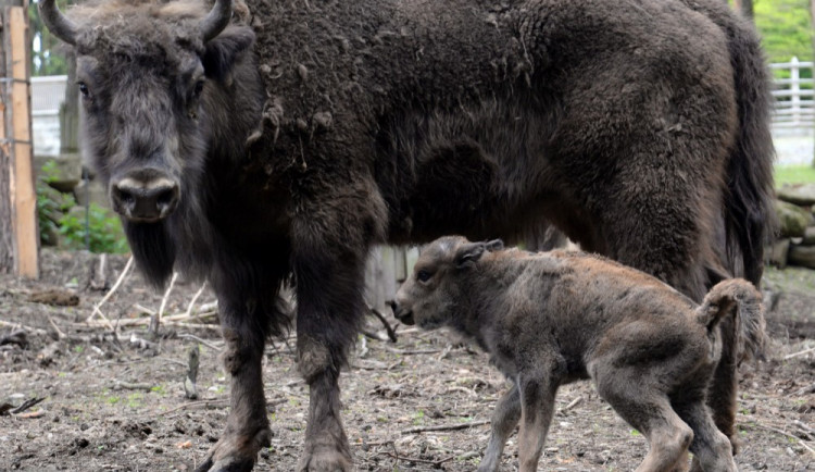 V olomoucké Zoo mají důvod k oslavám, po půl století se jim narodilo mládě zubra