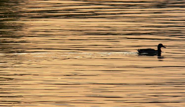 V Olomouckém kraji se můžete koupat bez obav, voda je čistá