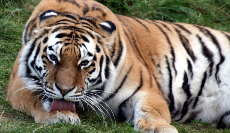 Olomoucká zoo ukáže návštěvníkům tygří mláďata, výstavu i nový vizuální styl