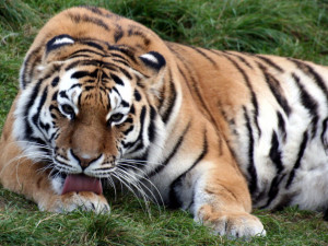 Olomoucká zoo ukáže návštěvníkům tygří mláďata, výstavu i nový vizuální styl