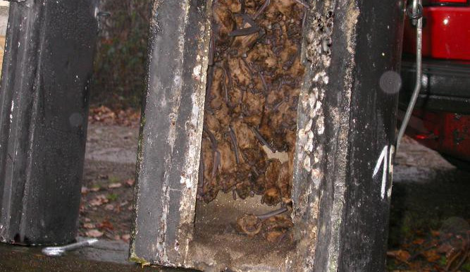 Na nábřeží Moravy se instalují nové budky pro netopýry