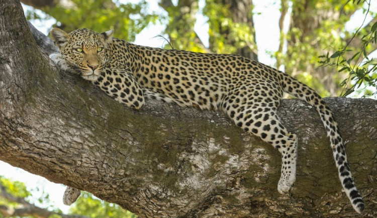 Zoo na Svatém Kopečku otevřela novou část safari, zaměřená je na Afriku