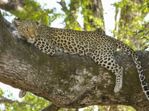 Zoo na Svatém Kopečku otevřela novou část safari, zaměřená je na Afriku