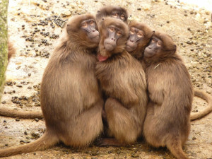 VIDEO: V olomoucké zoo se slavnostně otevřel výběh pro makaky, ti z něj v mžiku utekli
