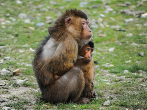 V olomoucké zoo se část makaků přes noc vrátila zpátky do výběhu