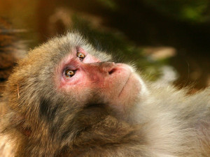 V olomoucké zoo zatím makakové vítězí nad ošetřovateli - lezou si z výběhu, jak se jim zlíbí